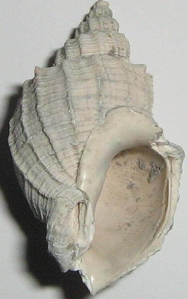 Solatia hirta (Brocchi, 1814) - Pliocene - Toscana